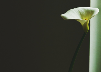 Εβδομαδιαίες ερωτικές προβλέψεις Ταρώ 25 έως 1 Μαίου. 